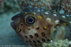 BD-121129-Aqaba-7682-Cyclichthys-spilostylus-(Leis---Randall.-1982)-[Spotbase-burrfish].jpg